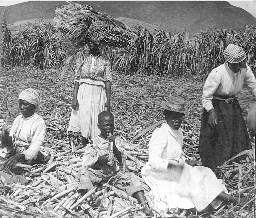 Plantarion workers, c1900