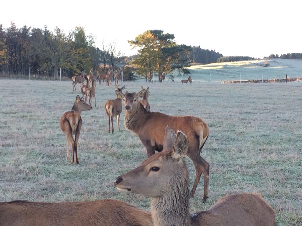 deer at Whitriggs